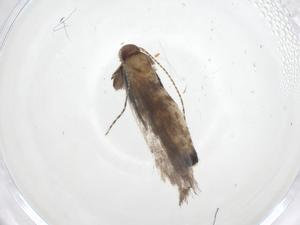  ( - CBG-A41242-B01)  @11 [ ] CreativeCommons - Attribution Share - Alike (2024) Centre for Biodiversity Genomics Centre for Biodiversity Genomics