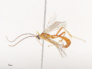  (Netelia Malaise2595 - CBG-A41823-A09)  @11 [ ] CreativeCommons - Attribution Share - Alike (2024) CBG Photography Group Centre for Biodiversity Genomics