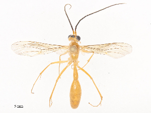  ( - CBG-A41823-F10)  @11 [ ] CreativeCommons - Attribution Share - Alike (2024) CBG Photography Group Centre for Biodiversity Genomics