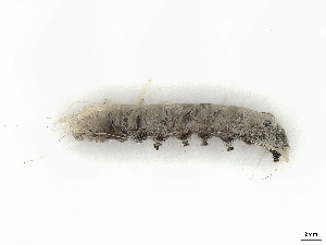  ( - CBG-A41824-H04)  @11 [ ] CreativeCommons - Attribution Share-Alike (2024) CBG Photography Group Centre for Biodiversity Genomics