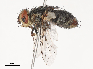  (Linnaemya Janzen6447 - CBG-A41847-A02)  @11 [ ] CreativeCommons - Attribution Share - Alike (2024) CBG Photography Group Centre for Biodiversity Genomics
