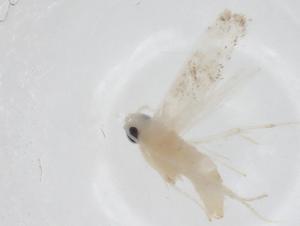  ( - CBG-A42512-E08)  @11 [ ] CreativeCommons - Attribution Share - Alike (2024) Centre for Biodiversity Genomics Centre for Biodiversity Genomics