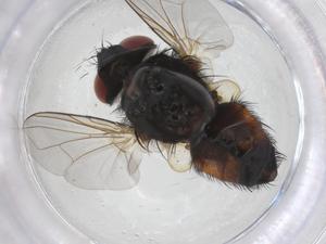  ( - CBG-A42512-H06)  @11 [ ] CreativeCommons - Attribution Share - Alike (2024) Centre for Biodiversity Genomics Centre for Biodiversity Genomics