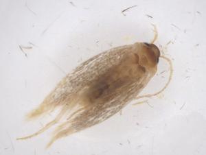  ( - CBG-A42513-B04)  @11 [ ] CreativeCommons - Attribution Share - Alike (2024) Centre for Biodiversity Genomics Centre for Biodiversity Genomics