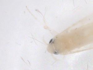  ( - CBG-A42513-D03)  @11 [ ] CreativeCommons - Attribution Share - Alike (2024) Centre for Biodiversity Genomics Centre for Biodiversity Genomics