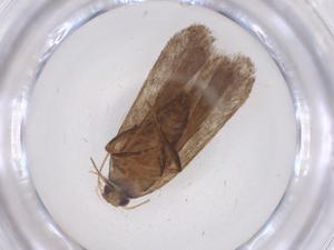  ( - CBG-A42513-E11)  @11 [ ] CreativeCommons - Attribution Share - Alike (2024) Centre for Biodiversity Genomics Centre for Biodiversity Genomics