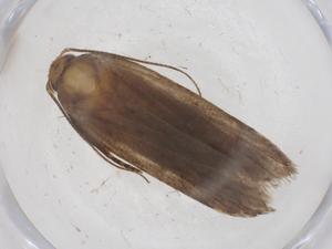  ( - CBG-A42514-D10)  @11 [ ] CreativeCommons - Attribution Share - Alike (2024) Centre for Biodiversity Genomics Centre for Biodiversity Genomics