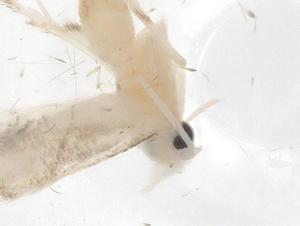  ( - CBG-A42514-H05)  @11 [ ] CreativeCommons - Attribution Share - Alike (2024) Centre for Biodiversity Genomics Centre for Biodiversity Genomics