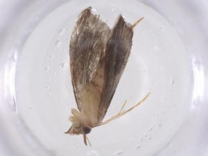  ( - CBG-A42530-B06)  @11 [ ] CreativeCommons - Attribution Share - Alike (2024) Centre for Biodiversity Genomics Centre for Biodiversity Genomics