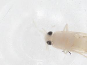  ( - CBG-A42534-A03)  @11 [ ] CreativeCommons - Attribution Share - Alike (2024) Centre for Biodiversity Genomics Centre for Biodiversity Genomics