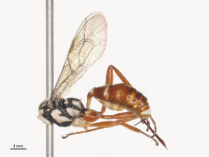  ( - CBG-A44353-A10)  @11 [ ] CreativeCommons - Attribution Share - Alike (2024) CBG Photography Group Centre for Biodiversity Genomics