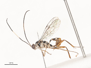  ( - CBG-A44353-B02)  @11 [ ] CreativeCommons - Attribution Share - Alike (2024) CBG Photography Group Centre for Biodiversity Genomics