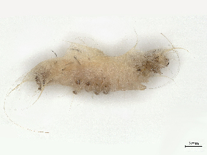  ( - CBG-A44353-H10)  @11 [ ] CreativeCommons - Attribution Share-Alike (2024) CBG Photography Group Centre for Biodiversity Genomics