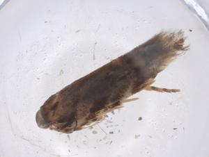  ( - CBG-A41407-E09)  @11 [ ] CreativeCommons - Attribution Share - Alike (2024) Centre for Biodiversity Genomics Centre for Biodiversity Genomics