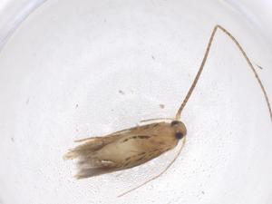  ( - CBG-A41410-B12)  @11 [ ] CreativeCommons - Attribution Share - Alike (2024) Centre for Biodiversity Genomics Centre for Biodiversity Genomics