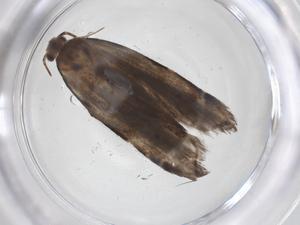  ( - CBG-A41421-H11)  @11 [ ] CreativeCommons - Attribution Share - Alike (2024) Centre for Biodiversity Genomics Centre for Biodiversity Genomics