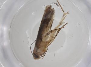  ( - CBG-A41427-C07)  @11 [ ] CreativeCommons - Attribution Share - Alike (2024) Centre for Biodiversity Genomics Centre for Biodiversity Genomics