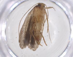  ( - CBG-A41428-G11)  @11 [ ] CreativeCommons - Attribution Share - Alike (2024) Centre for Biodiversity Genomics Centre for Biodiversity Genomics