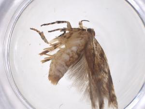  ( - CBG-A41428-H04)  @11 [ ] CreativeCommons - Attribution Share - Alike (2024) Centre for Biodiversity Genomics Centre for Biodiversity Genomics