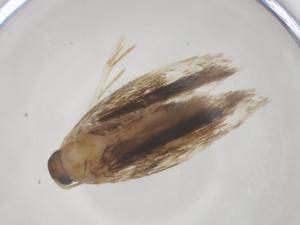  ( - CBG-A41429-G04)  @11 [ ] CreativeCommons - Attribution Share - Alike (2024) Centre for Biodiversity Genomics Centre for Biodiversity Genomics