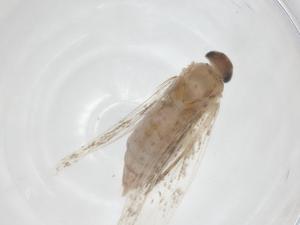  ( - CBG-A41430-A11)  @11 [ ] CreativeCommons - Attribution Share - Alike (2024) Centre for Biodiversity Genomics Centre for Biodiversity Genomics