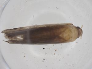  ( - CBG-A42888-C10)  @11 [ ] CreativeCommons - Attribution Share - Alike (2024) Centre for Biodiversity Genomics Centre for Biodiversity Genomics