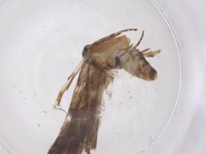  ( - CBG-A42889-A04)  @11 [ ] CreativeCommons - Attribution Share - Alike (2024) Centre for Biodiversity Genomics Centre for Biodiversity Genomics