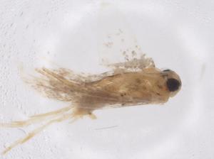  ( - CBG-A42892-G11)  @11 [ ] CreativeCommons - Attribution Share - Alike (2024) Centre for Biodiversity Genomics Centre for Biodiversity Genomics