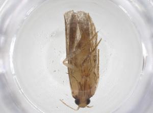  ( - CBG-A42899-F12)  @11 [ ] CreativeCommons - Attribution Share - Alike (2024) Centre for Biodiversity Genomics Centre for Biodiversity Genomics