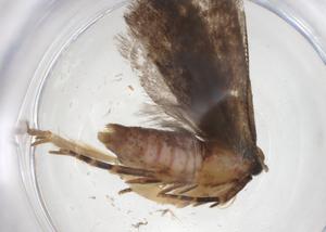  ( - CBG-A42899-H04)  @11 [ ] CreativeCommons - Attribution Share - Alike (2024) Centre for Biodiversity Genomics Centre for Biodiversity Genomics