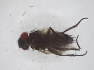  ( - CBG-A42901-C10)  @11 [ ] CreativeCommons - Attribution Share - Alike (2024) Centre for Biodiversity Genomics Centre for Biodiversity Genomics