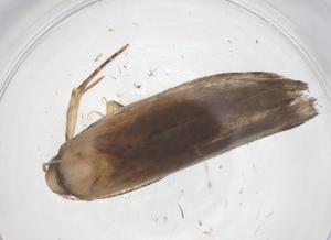  ( - CBG-A42901-D01)  @11 [ ] CreativeCommons - Attribution Share - Alike (2024) Centre for Biodiversity Genomics Centre for Biodiversity Genomics