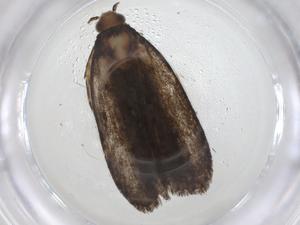  ( - CBG-A42913-F01)  @11 [ ] CreativeCommons - Attribution Share - Alike (2024) Centre for Biodiversity Genomics Centre for Biodiversity Genomics