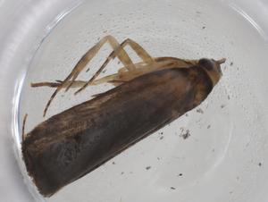  ( - CBG-A42913-F03)  @11 [ ] CreativeCommons - Attribution Share - Alike (2024) Centre for Biodiversity Genomics Centre for Biodiversity Genomics