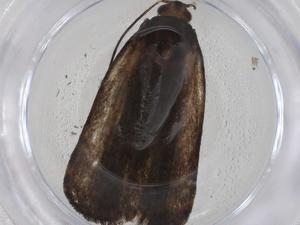  ( - CBG-A42913-F08)  @11 [ ] CreativeCommons - Attribution Share - Alike (2024) Centre for Biodiversity Genomics Centre for Biodiversity Genomics