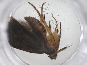  ( - CBG-A42913-G01)  @11 [ ] CreativeCommons - Attribution Share - Alike (2024) Centre for Biodiversity Genomics Centre for Biodiversity Genomics