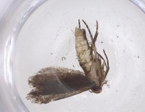  (gelMalaise01 MalaiseMetz4476 - CBG-A42914-F03)  @11 [ ] CreativeCommons - Attribution Share - Alike (2024) Centre for Biodiversity Genomics Centre for Biodiversity Genomics