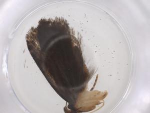  ( - CBG-A42917-A01)  @11 [ ] CreativeCommons - Attribution Share - Alike (2024) Centre for Biodiversity Genomics Centre for Biodiversity Genomics