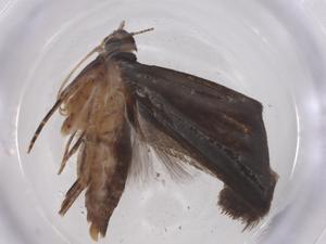  ( - CBG-A42917-D10)  @11 [ ] CreativeCommons - Attribution Share - Alike (2024) Centre for Biodiversity Genomics Centre for Biodiversity Genomics