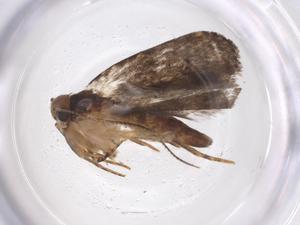  ( - CBG-A42917-H11)  @11 [ ] CreativeCommons - Attribution Share - Alike (2024) Centre for Biodiversity Genomics Centre for Biodiversity Genomics