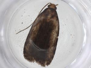  ( - CBG-A42919-H02)  @11 [ ] CreativeCommons - Attribution Share - Alike (2024) Centre for Biodiversity Genomics Centre for Biodiversity Genomics