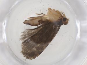  ( - CBG-A42923-B02)  @11 [ ] CreativeCommons - Attribution Share - Alike (2024) Centre for Biodiversity Genomics Centre for Biodiversity Genomics