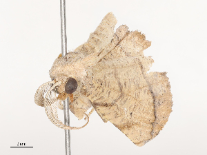  ( - CBG-A44309-D02)  @11 [ ] CreativeCommons - Attribution Share - Alike (2024) CBG Photography Group Centre for Biodiversity Genomics