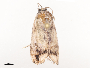  ( - CBG-A44309-D03)  @11 [ ] CreativeCommons - Attribution Share - Alike (2024) CBG Photography Group Centre for Biodiversity Genomics