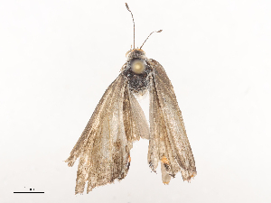  (Strymon Malaise6930 - CBG-A44309-F05)  @11 [ ] CreativeCommons - Attribution Share - Alike (2024) CBG Photography Group Centre for Biodiversity Genomics