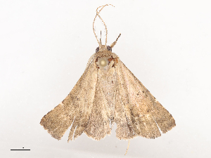  ( - CBG-A44310-D04)  @11 [ ] CreativeCommons - Attribution Share - Alike (2024) CBG Photography Group Centre for Biodiversity Genomics