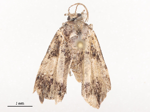  ( - CBG-A44310-D10)  @11 [ ] CreativeCommons - Attribution Share - Alike (2024) CBG Photography Group Centre for Biodiversity Genomics