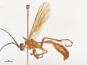  ( - CBG-A44311-A12)  @11 [ ] CreativeCommons - Attribution Share - Alike (2024) CBG Photography Group Centre for Biodiversity Genomics