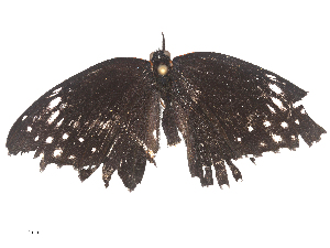  (Chlosyne laciniaDHJ01 - CBG-A44312-E05)  @11 [ ] CreativeCommons - Attribution Share - Alike (2024) CBG Photography Group Centre for Biodiversity Genomics