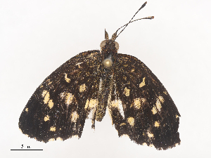  ( - CBG-A44312-E10)  @11 [ ] CreativeCommons - Attribution Share - Alike (2024) CBG Photography Group Centre for Biodiversity Genomics